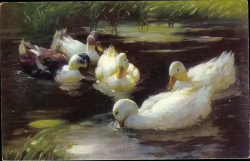Künstler Ak Köster, Alexander, Enten im Wasser
