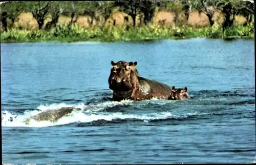Ak Nilpferd, African Wild Life, Hippo