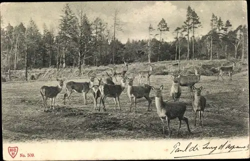 Ak Hirsche und Rehe, Waldpartie, Wiese