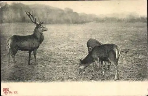 Ak Hirsch und zwei Hirschkühe