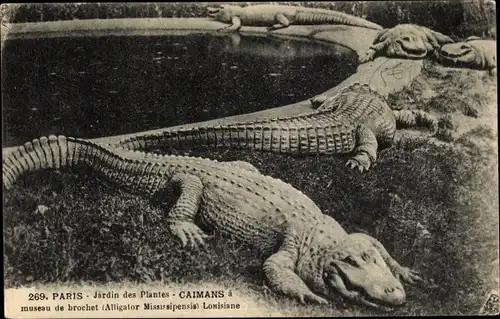 Ak Paris, Jardin des Plantes, Caimins a museau de brochet, Alligator Mississipensis