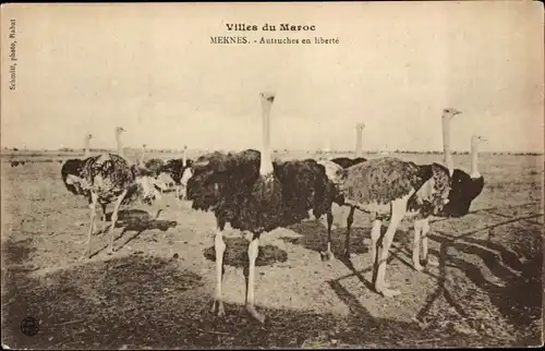 Ak Villes du Maroc, Meknes, Autruches en liberte