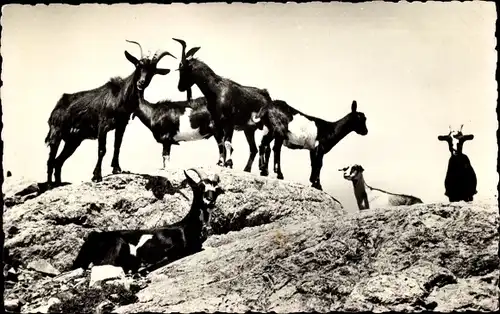 Ak Images de Chez Nous, Chevres en Liberte, Ziegen