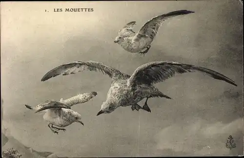 Ak Les Mouettes, Möwen im Flug