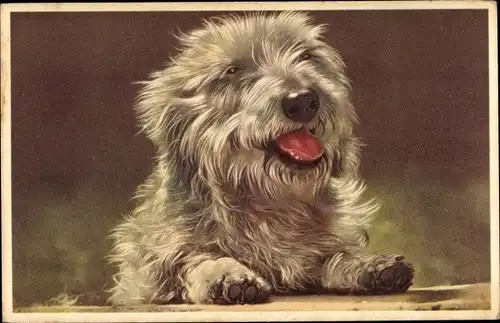 Ak Hund-Portrait, Tier-Portrait