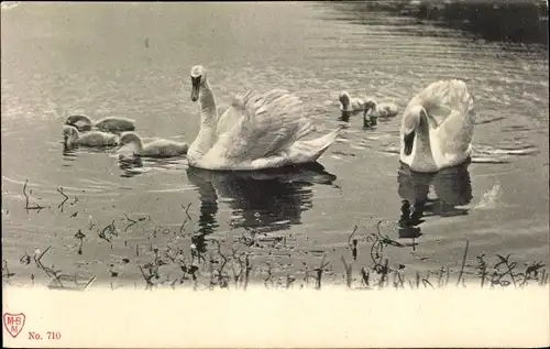 Ak Schwäne im Teich