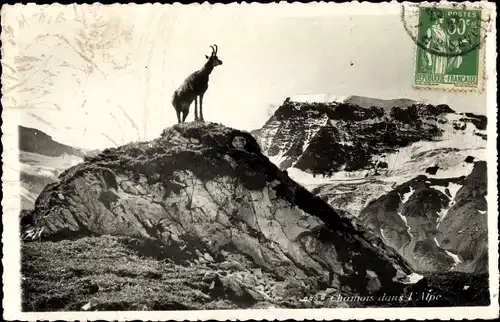 Ak Chamois dans l'Alpe, Bergziege