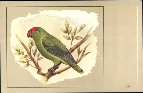 Ak Bergpapagei i. Agapornis Taranta, Abyssinian Love-Bird