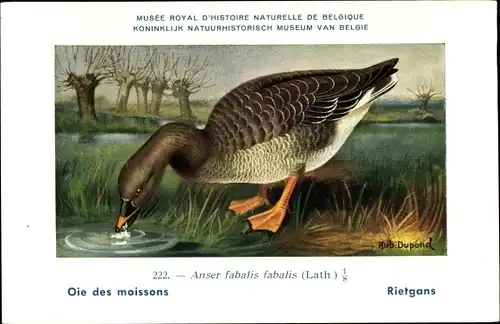 Künstler Ak Dupond, H., Anser fabali fabalis, Rietgans