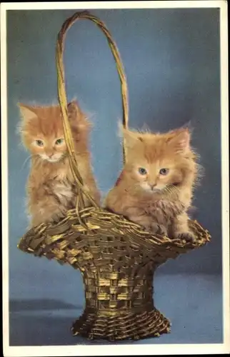 Ak Zwei junge Katzen im Korb