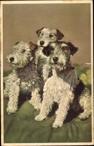 Ak Drei Hunde, Terrier, Hund-Portrait