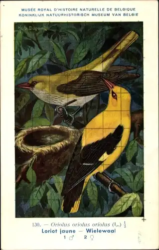 Künstler Ak Dupond, H., Oriolus oriolus, Loriot jaune, Wielewaal