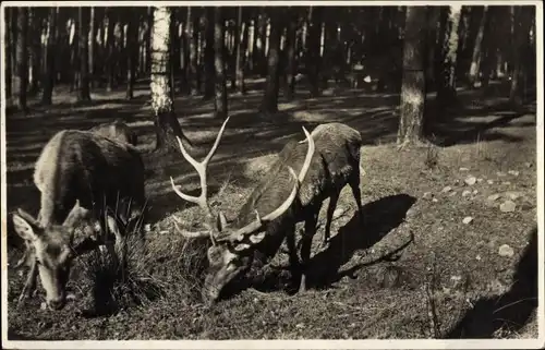 Ak Moritzburg in Sachsen, Auf dem Wildfütterungsplatz, Wild