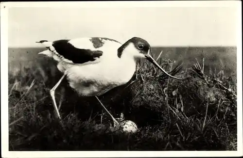 Ak Texel Nordholland Niederlande, Kluut, Säbelschnäbler mit Gelege