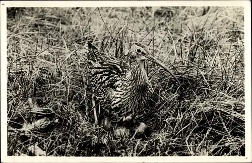 Ak Texel Nordholland Niederlande, Wulp bij z-n nest