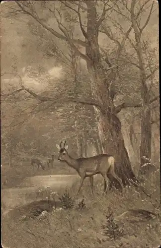 Ak Junger Hirsch im Wald