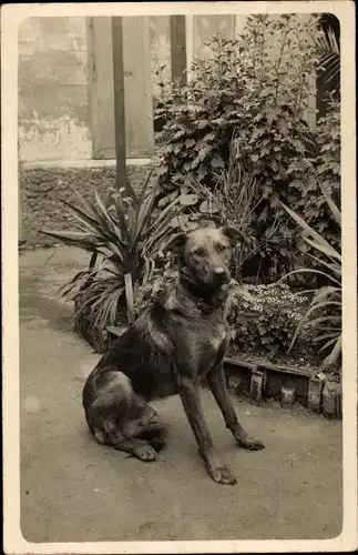 Ak Hund-Portrait, Tier-Portrait, Blumen, Pflanzen