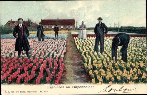 Ak Rotterdam Südholland Niederlande, Hycinten en Tulpenvelden