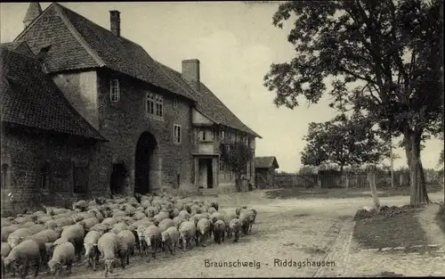 Ak Riddagshausen Braunschweig in Niedersachsen, Blick auf eine Schafsherde an einem Hof