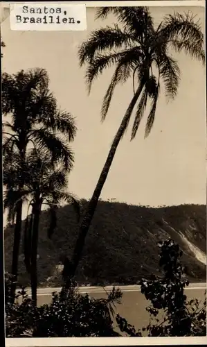 Ak Santos Brasilien, Ortsansicht, Palmen