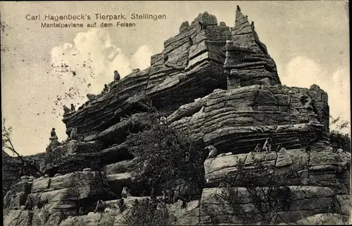 Ak Hamburg Eimsbüttel Stellingen, Carl Hagenbecks Tierpark, Mantelpaviane auf dem Felsen