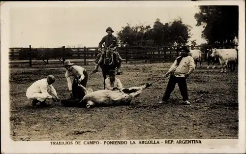 Ak Argentinien, Trabajos de Campo, Poniendo la Argolla