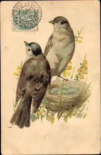 Ak Vogel-Familie, Vogelnest, Eier