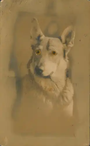 Wackelaugen Ak Schäferhund, Portrait