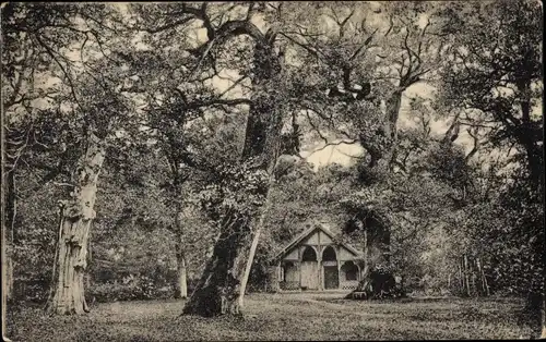 Ak Neuenburg Friesland, Urwald 