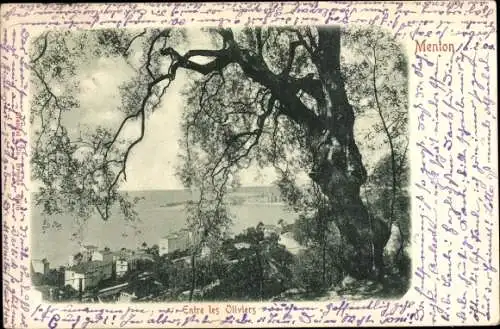 Ak Menton Alpes Maritimes, Entre les Oliviers