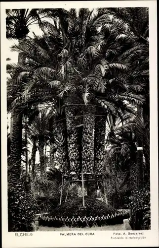 Ak Elche Valencia Spanien, Palmera del Cura