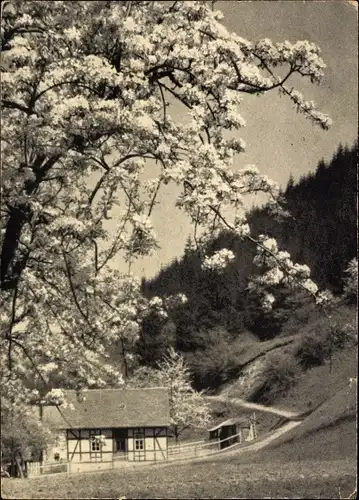 Ak Hockeroda Kaulsdorf in Thüringen, holdes Land, Baum, Fachwerkhaus