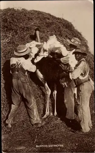 Ak Clipping Ostriches, Strauße schneiden, drei Männer