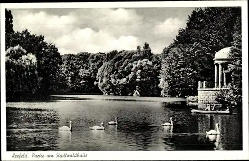 Ak Krefeld, Partie am Stadtwaldhaus, Schwäne