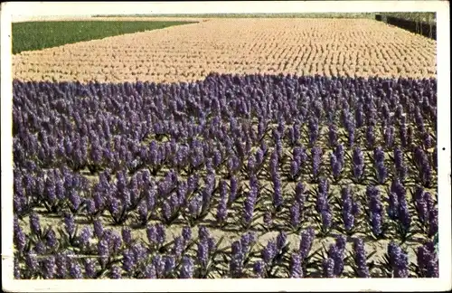 Ak Niederlande, Blick auf das Blumenfeld