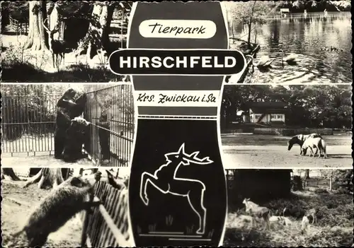 Ak Hirschfeld in Sachsen, Tierpark, Pferde, Schwäne, Bären, Hirsche, Schweine