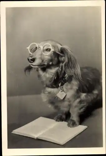 Ak Vermenschlichter Dackel mit Brille und Buch