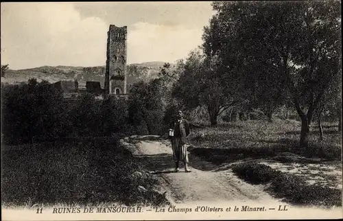 Ak Mansourah Algerien, Les Champs d'Oliviers et le Minaret