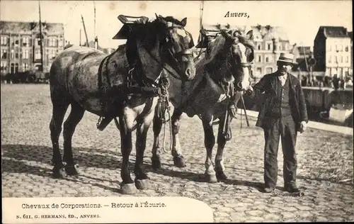 Ak Antwerpen Anvers Flandern, Chevaux de corporations, Retour a l'ecurie, Mann mit Pferden