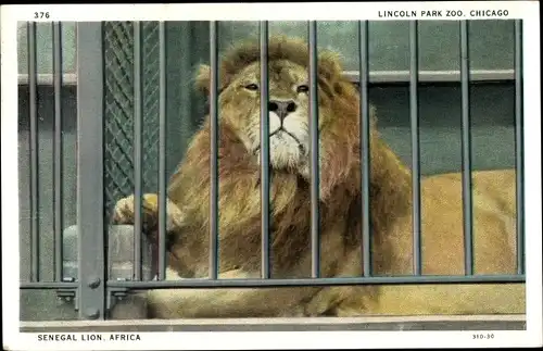 Ak Chicago Illinois USA, Lincoln Park Zoo, Senegal Lion (Africa) hinter Gittern