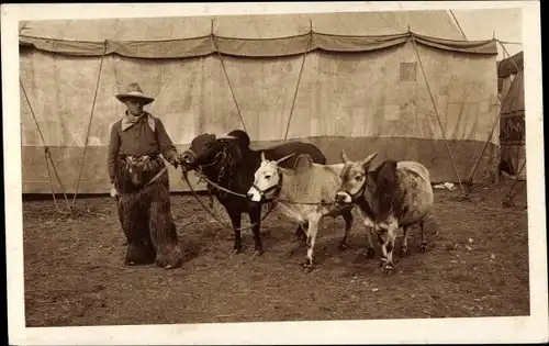 Ak Groß-Raubtierschau und Corcus Willy Hagenbeck, Kühe, Cowboy