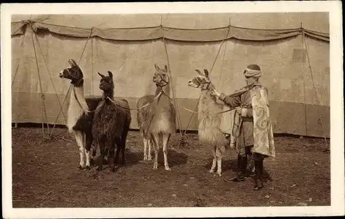 Ak Groß-Raubtierschau und Circus Willy Hagenbeck, Lamas