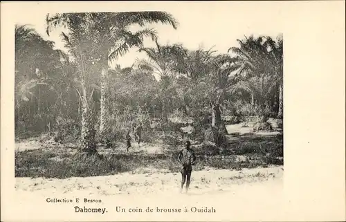 Ak Dahomey Benin, Un coin de brousse a Ouidah, Palmen, Menschen