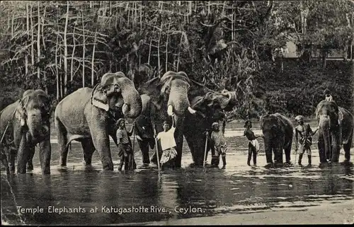 Ak Kandy Ceylon Sri Lanka, Temple elephants, Katugastota River, Elefanten