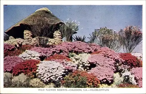 Ak Caledon South Africa Südafrika, Wild Flower Reserve, Veldblomtuin, Blumen, Pavillon