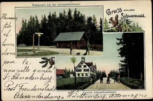 Ak Kniebis Freudenstadt im Nordschwarzwald, Alexanderschanze, Eichhörnchen