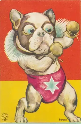 Ak Hund als Boxer, Boxhandschuhe, Training