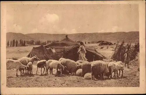 Ak Laghouat Algerien, Campement de Nomades, Schafe