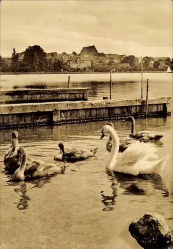 Ak Prenzlau in der Uckermark, Unterer Uckersee, Schwäne