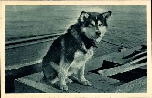 Ak Alaska, Spat, Chien de tete de la Mission de Mary's Igloo